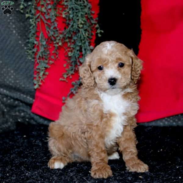 John, Cockapoo Puppy