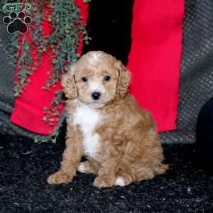 John, Cockapoo Puppy