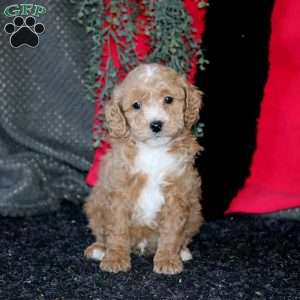 John, Cockapoo Puppy