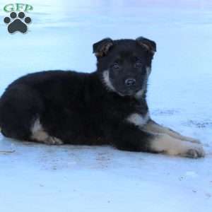 Johnny, German Shepherd Puppy