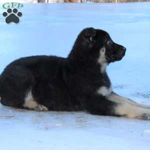 Johnny, German Shepherd Puppy