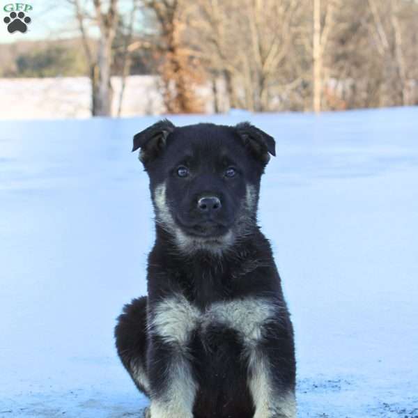 Johnny, German Shepherd Puppy