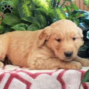Jojo, Golden Retriever Puppy