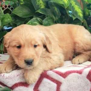 Jojo, Golden Retriever Puppy