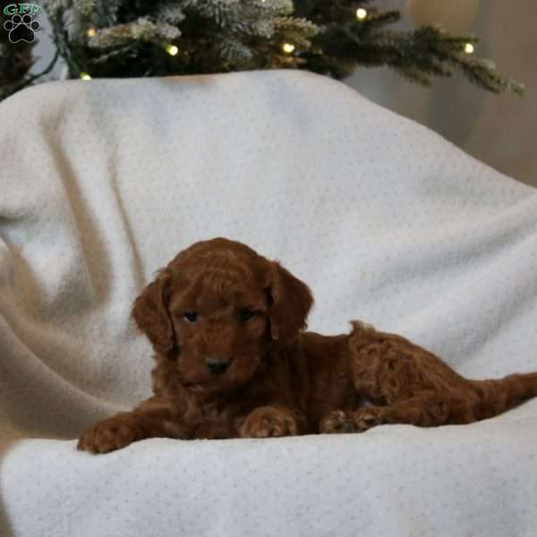 Jolie, Mini Goldendoodle Puppy