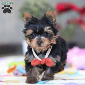 Jonah, Yorkie Puppy