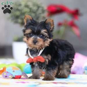 Jonah, Yorkie Puppy