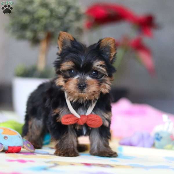 Jonah, Yorkie Puppy