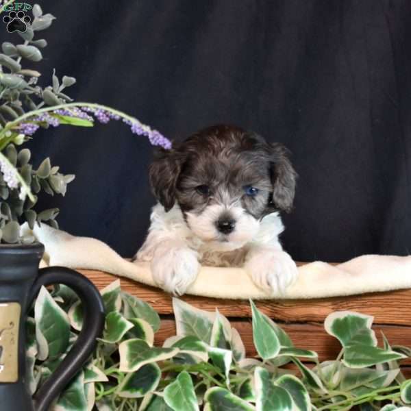 Jonah, Shih-Poo Puppy