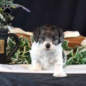 Jonah, Shih-Poo Puppy
