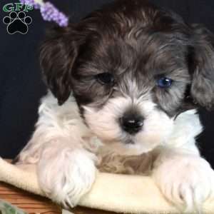 Jonah, Shih-Poo Puppy
