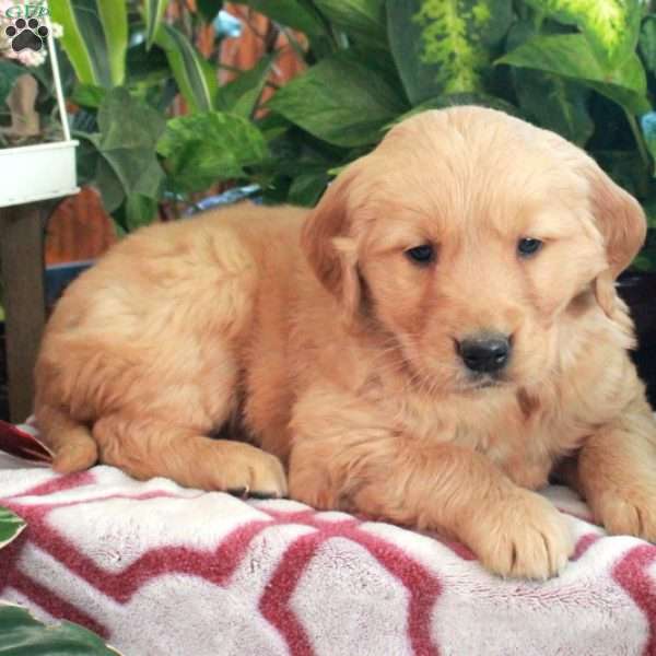 Jordan, Golden Retriever Puppy