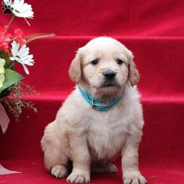 Josephine, Golden Retriever Puppy