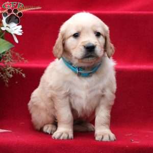 Josephine, Golden Retriever Puppy