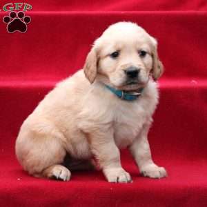 Josephine, Golden Retriever Puppy