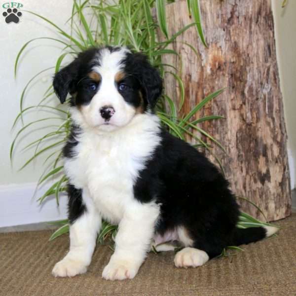 Josh, Bernedoodle Puppy