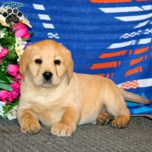 Josh, Yellow Labrador Retriever Puppy