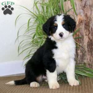Josh, Bernedoodle Puppy
