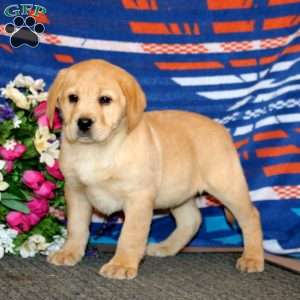 Josh, Yellow Labrador Retriever Puppy