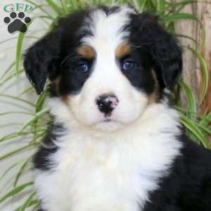 Josh, Bernedoodle Puppy