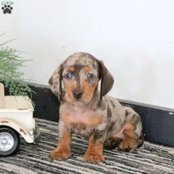 Joshua, Dachshund Puppy