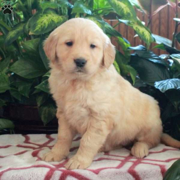 Josie, Golden Retriever Puppy
