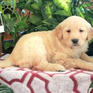 Josie, Golden Retriever Puppy