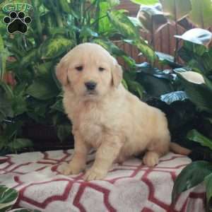 Josie, Golden Retriever Puppy