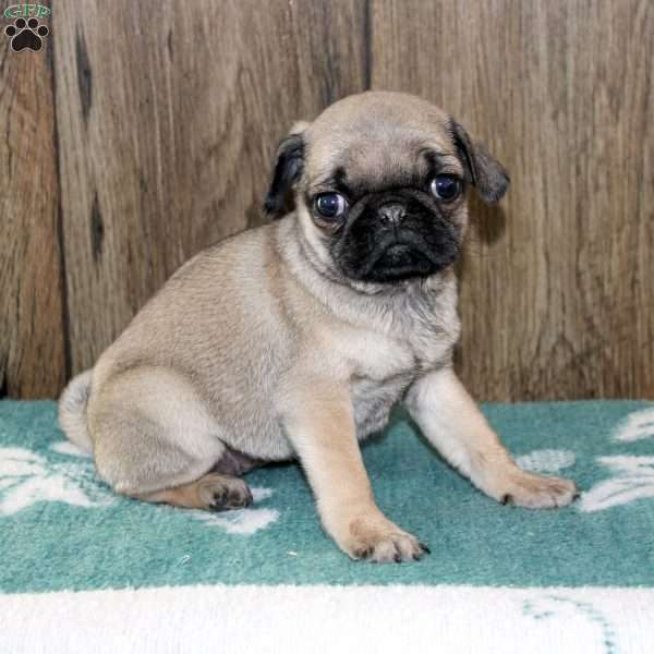 Josie, Pug Puppy