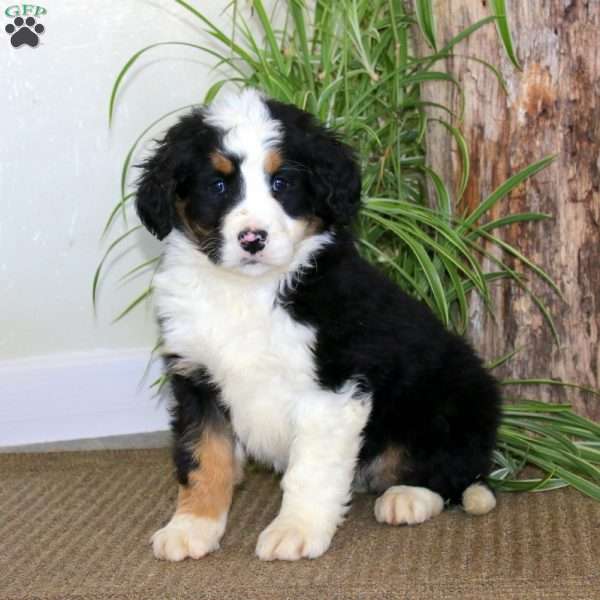 Jossy, Bernedoodle Puppy