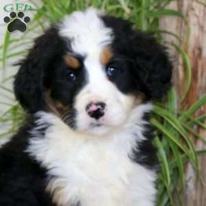 Jossy, Bernedoodle Puppy
