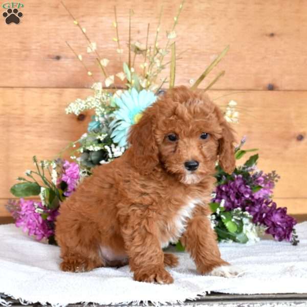 Jovie, Miniature Poodle Puppy