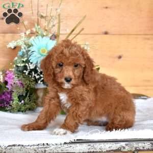 Jovie, Miniature Poodle Puppy