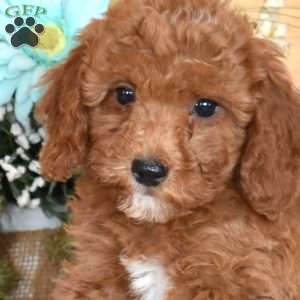 Jovie, Miniature Poodle Puppy