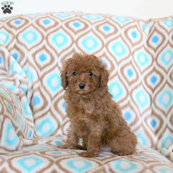 Joy, Toy Poodle Puppy