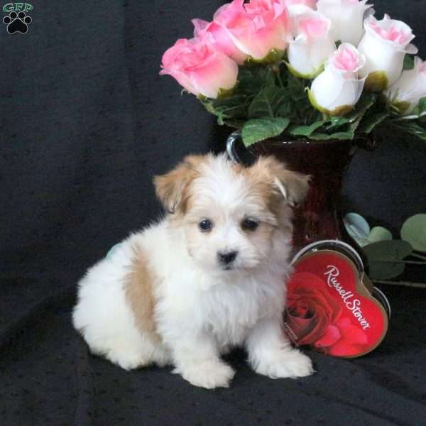 Joy, Morkie / Yorktese Puppy