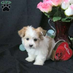 Joy, Morkie / Yorktese Puppy