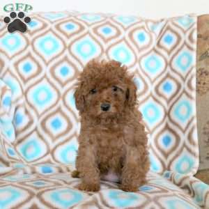 Joy, Toy Poodle Puppy