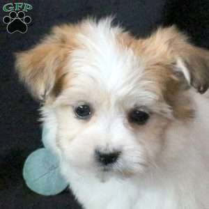 Joy, Morkie / Yorktese Puppy