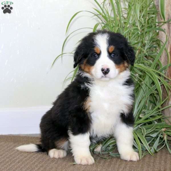 Joy, Bernedoodle Puppy