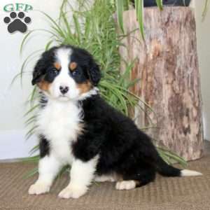 Joy, Bernedoodle Puppy