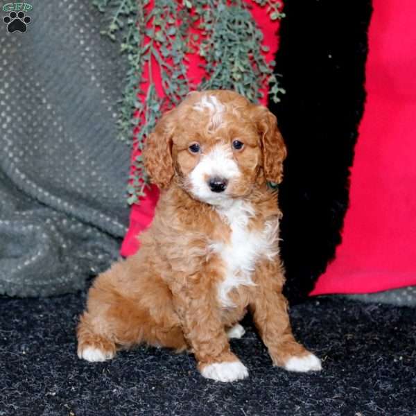Joyce, Cockapoo Puppy