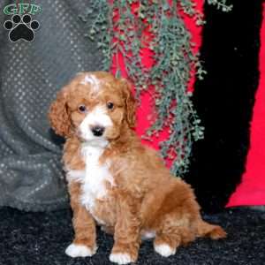 Joyce, Cockapoo Puppy