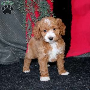 Joyce, Cockapoo Puppy