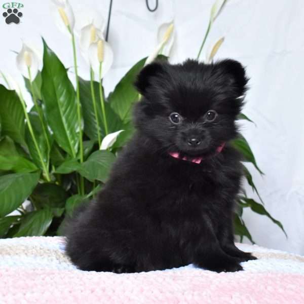 Joyful, Pomeranian Puppy