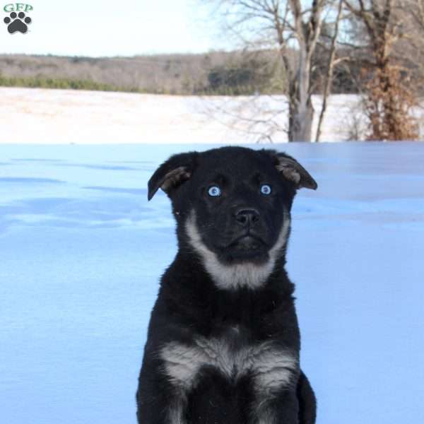 Judge, German Shepherd Puppy