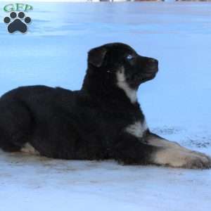 Judge, German Shepherd Puppy