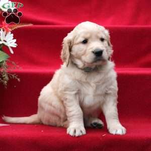 Judith, Golden Retriever Puppy
