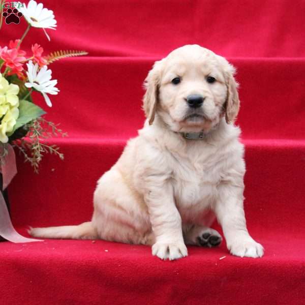 Judith, Golden Retriever Puppy