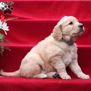 Judith, Golden Retriever Puppy